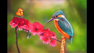 Amazing Relaxing Music  Beautiful Butterflies And Birds  • Relaxing, Sleeping, Meditation, Study,