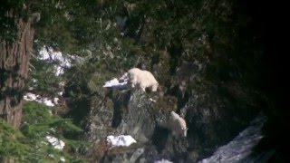 Mt Baker Mountain Goat jumping off cliff