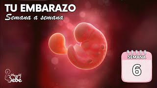 ❤️ Semana 6 de embarazo 🤰 Síntomas, consejos y desarrollo del bebé | El embarazo semana a semana