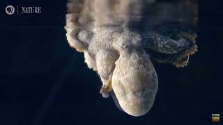 A marine biologist films this octopus changing colors