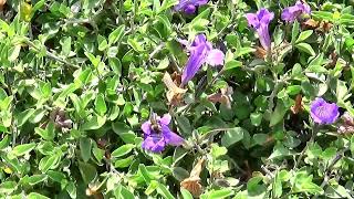 Busy Bee on Purple Flower