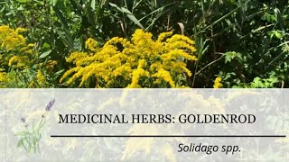 Goldenrod