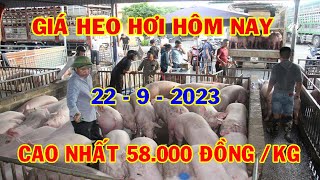 Giá Heo Hơi Hôm Hay 22-9-2023 : Ổn Định, Cao Nhất 58 000 đồng/kg | #NóngPlus