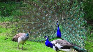 ময়ূরের খামারে ভাগ্য বদল  || Peacock Farm