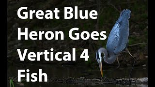 Great Blue Heron Slow Motion 4K Catching a Fish