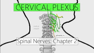 Cervical Plexus | Nervous system | 4K | Spinal nerves: Chapter 2