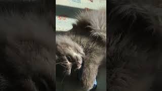 CAT vs SOCKS funny cats #short