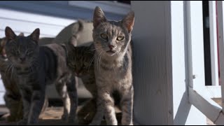 Wild Rose Vet Season 2 WEBISODE: Cat Colony