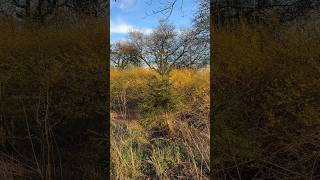 Yellow Forsythia Bushes Fence Line To The Orchard Pasture and the Lane With Horse