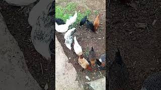 مهبول بتربية الدجاج #music #explore #rap #birds #song #food #pigeon #chicken #lyrics #ayam