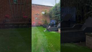 CATCH ME IF YOU CAN! #thechase #squirrel #fast #garden #england #funnyanimals #viralshort