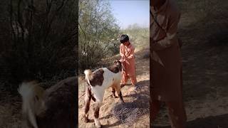 بين البشر والماعز😱 #animals #viralvideo #goat