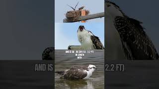 Osprey  One Of The Largest Raptor in the World #shorts