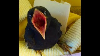 Crow Chick Feeding