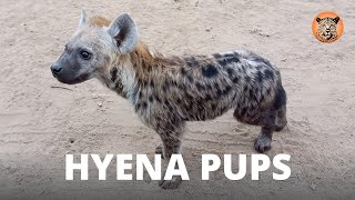 Spotted Hyena & Pups | Hyena Mom & Babies