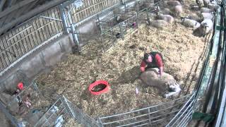 LAMB CAM 23 03 2016 21 16 09 Farmer Neil lambing twins