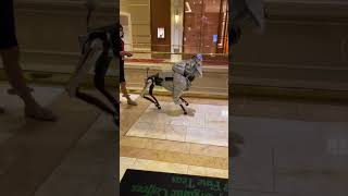 A bizarre robotic dog has been sighted in Las Vegas - Amazing car #Shorts