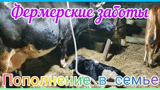 Самый хороший подарок на Новый год фермеру//