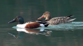 Mestolone - Shoveler (Anas clypeata)