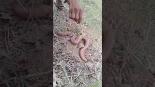 ​अद्भुत सांप का अद्भुत दृश्य | Amazing Video | #snake #shorts #youtubeshorts