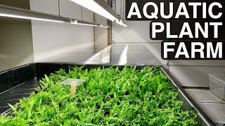 DIY Aquatic Plant Farm for Java Fern, Anubias, and Bucephalandra!!!