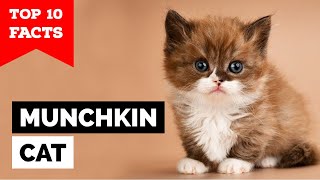 Munchkin Cat - TOP 10 FACTS