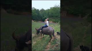 Buffalo Riding  #horse #horseride #buffalo #animals