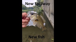 New Spillway = New fish