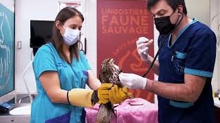 Buse en soins par le Dr Nicolas MARTINEZ vétérinaire et Manon pour Lingostière Faune Sauvage