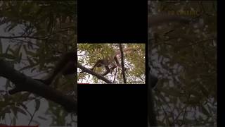 Foolish Tiger Was Teased By A Group Of Baboons To Point Of Crying, But Still Couldn't ....