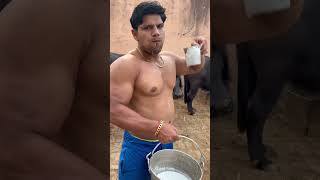 Bhas ka doodh pilo!!Arvindmahala #viral #ytshorts #desidiet #desi #milk #buffalo