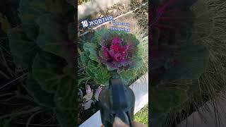 Вітаю ПІДПИШИСЬ SUBSCRIBE Gardening ideas for home