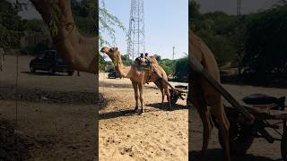 Camel cart village life #shorts