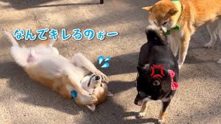 遊んでるつもりなのにキレられた陽キャな柴犬がこうなりました