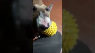 Bull Terrier Yara with a ball 2