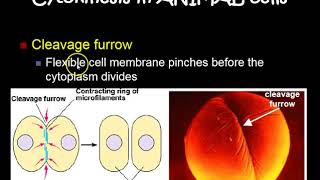 IPMATC  (Mitosis is PMAT) Stages (Theme 3 Topic 2)