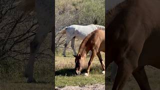 Awesome Wild Horses #horsevideo #wildanimal #majestichorses #amazinghorse #bighorse #wildmustangs