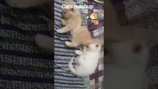 Cat 🐈 😻 Mashup short video will melt your heart #shorts #catlovers #cutecat #babycat