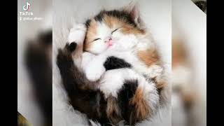 Compilation of beautiful Cats and Kittens music from bensound.