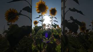 Girasoles