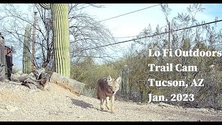 Desert Trail Cam, January 2023, Tucson, AZ - Bobcat with radio tracking collar