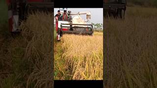 rich cutter machine rice harvesting.#ricecuttingmachine #viralshort #viralvideo #trendingshorts