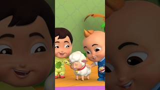 Mary Had A Little Lamb #shorts #sheep #kidssongs #video #boombuddies