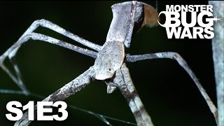 MONSTER BUG WARS | Quick and the Deadly | S1E3