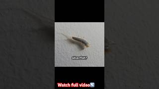 SILVERFISH!