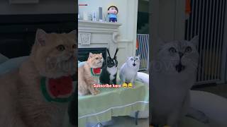 The cat 🐈 is cleaning 🧼 the room 😔 #shorts #funny #animals #trending #cat #youtubeshorts #comedy #yt