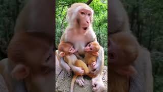 #youtubeshorts #funny #short #monkey #sadmonkey