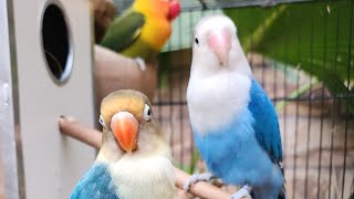 Green fischer, blue love birds daily routine,3 lovebirds in a cage live, personata green blue parrot