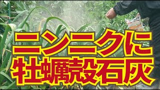 赤サビ病対策、ニンニクに牡蠣殻石灰。3/19