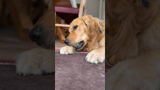 My Favorit Toy #Dog #CuteDog #SweetPaw #Goldenretriever #Goldie #DogToys #FurryFriends #Shorts